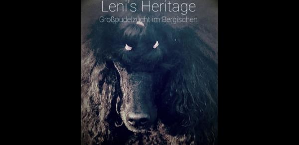 Leni's Heritage, Großpudelzucht im Bergischen