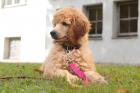 Standard poodle 2 months old puppy